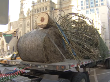 节日季到了!50英尺(约15米高)圣诞树亮相费城市政厅